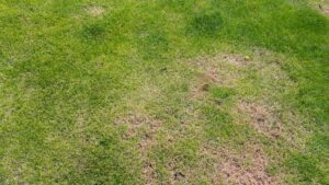 green-lawn-dead-spot